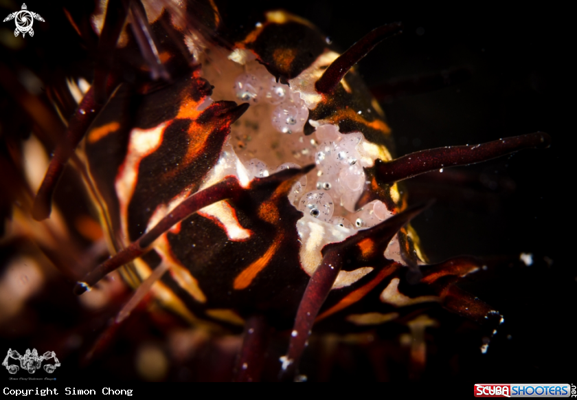 A Solenostomus paradoxus