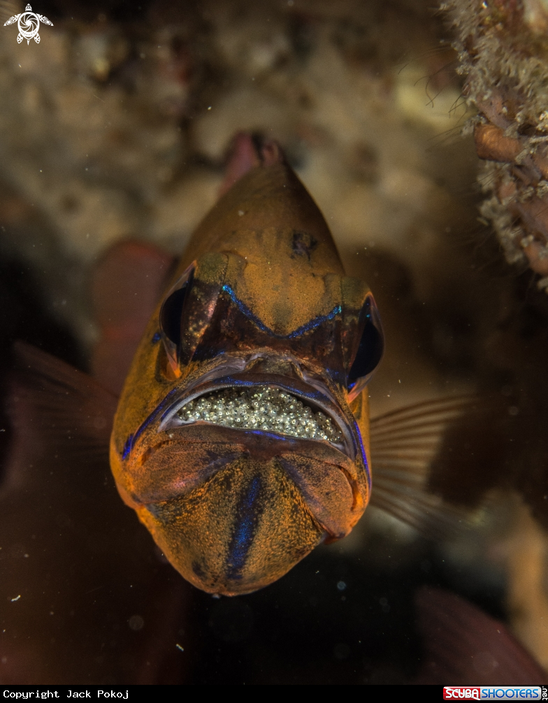 A Ringtailed cardinalfish
