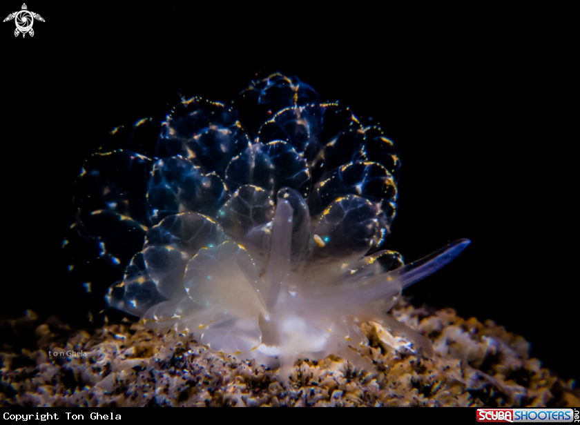 A Nudibranch
