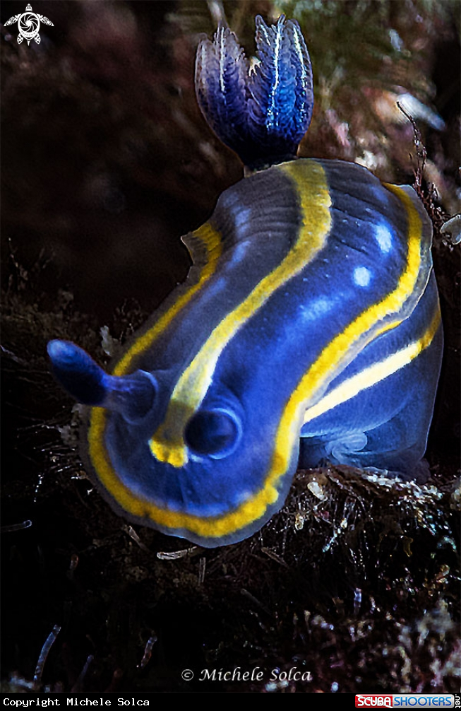 A Doride tricolore