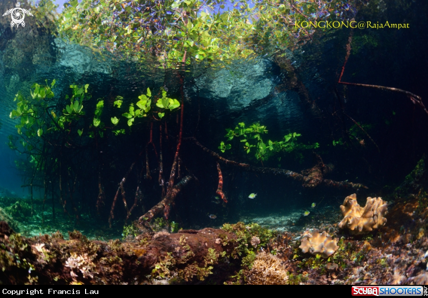 A Mangrove