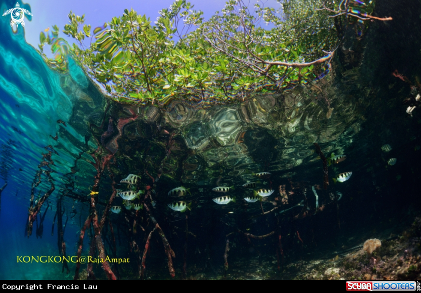 A Mangrove