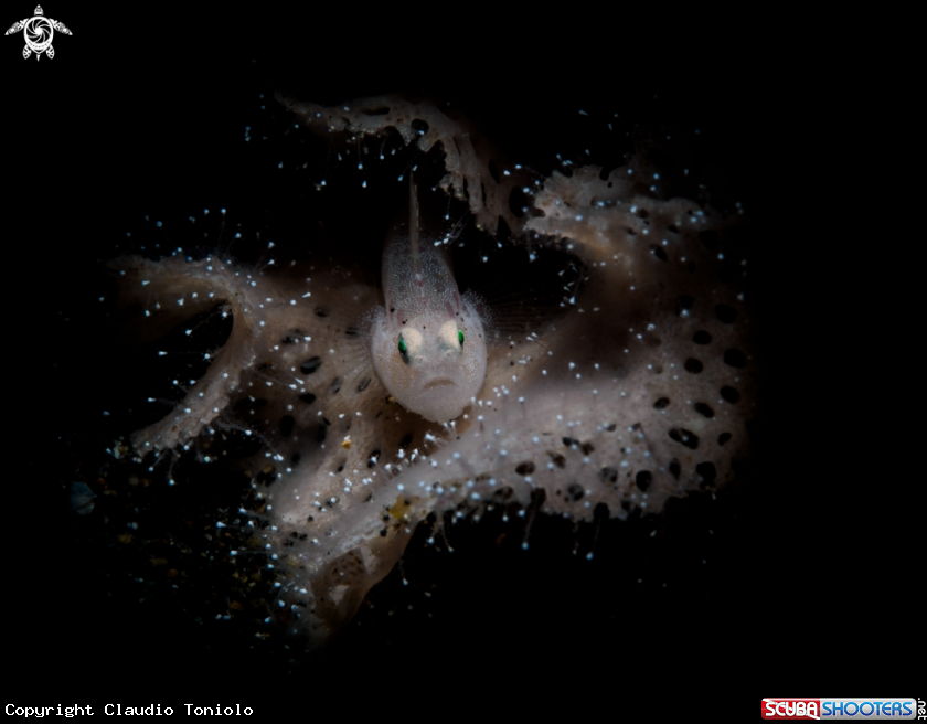A White goby on coral