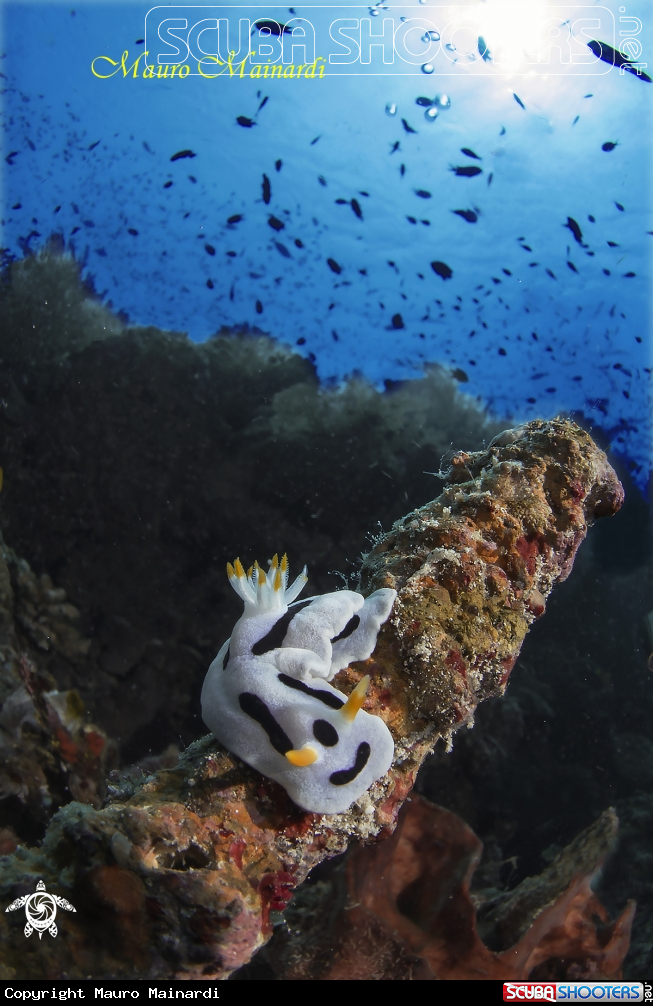 A Nudi & light