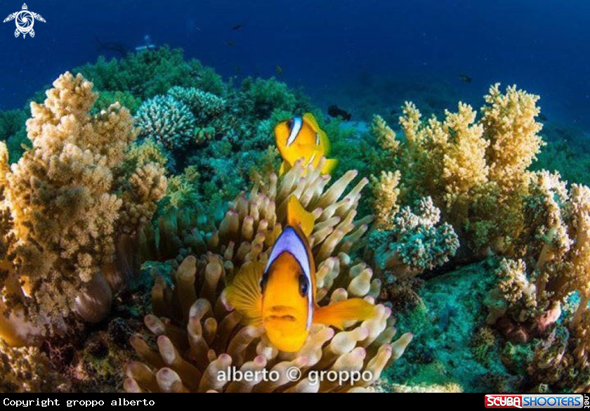 A Pesce pagliaccio