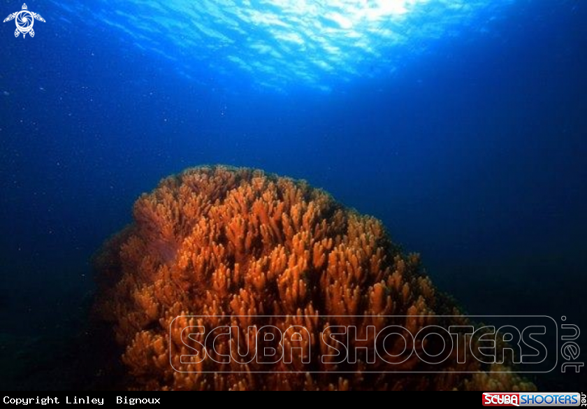 A Soft coral