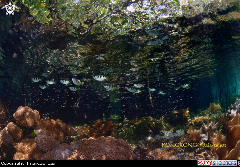 A Banded archerfish