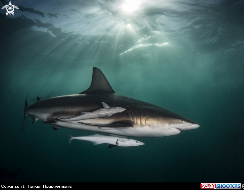 A Blacktip shark