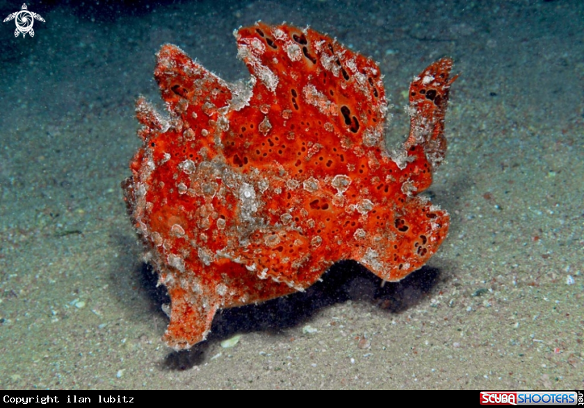 A frogfish
