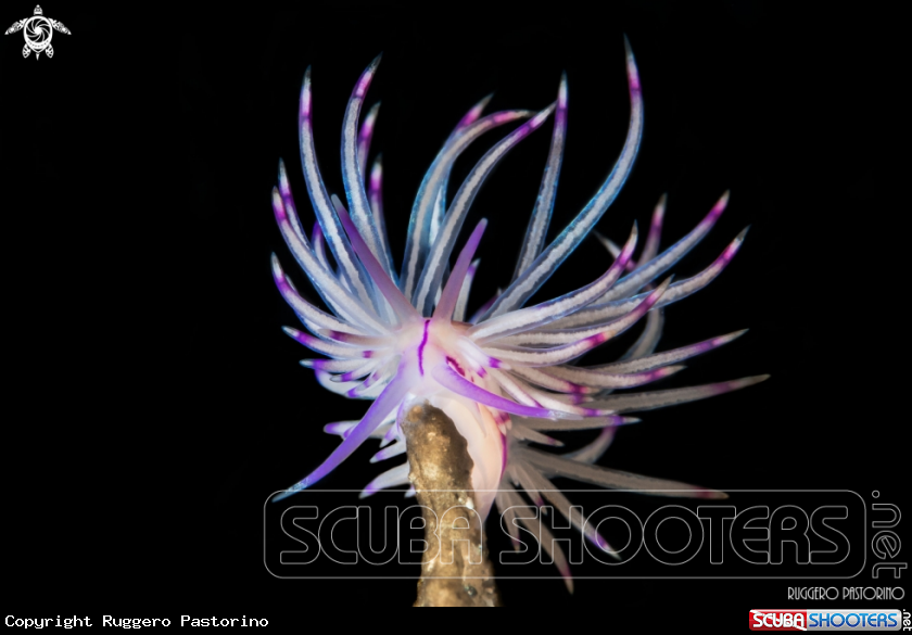 A Nudibranch