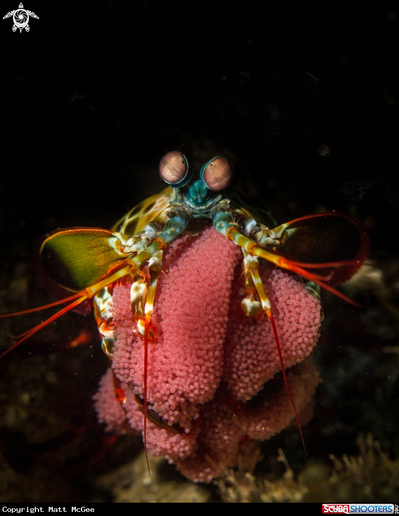 A peacock mantis shrimp