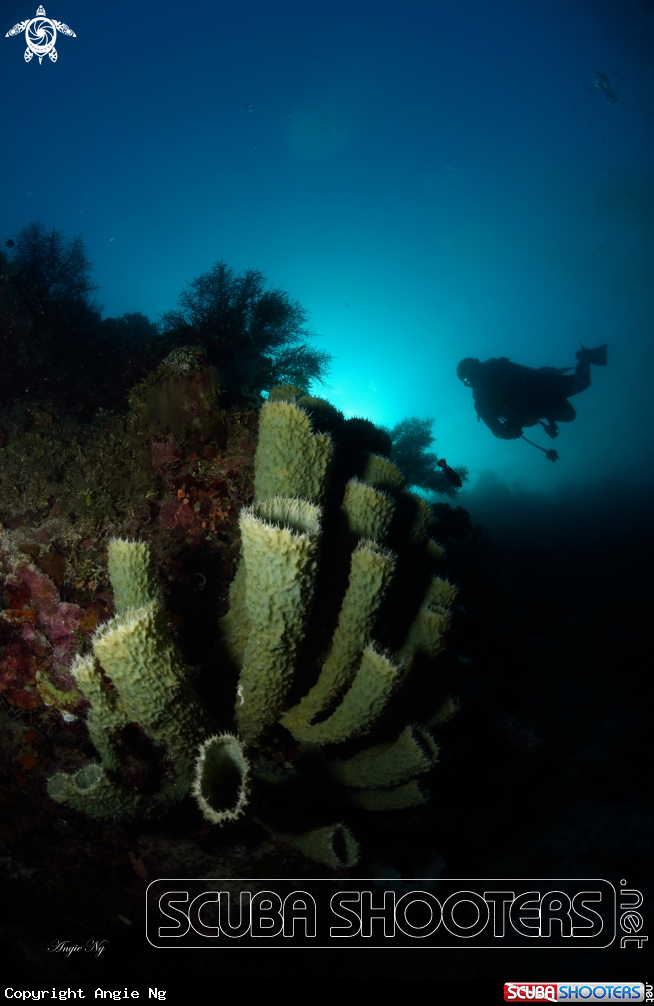 A Sponges coral