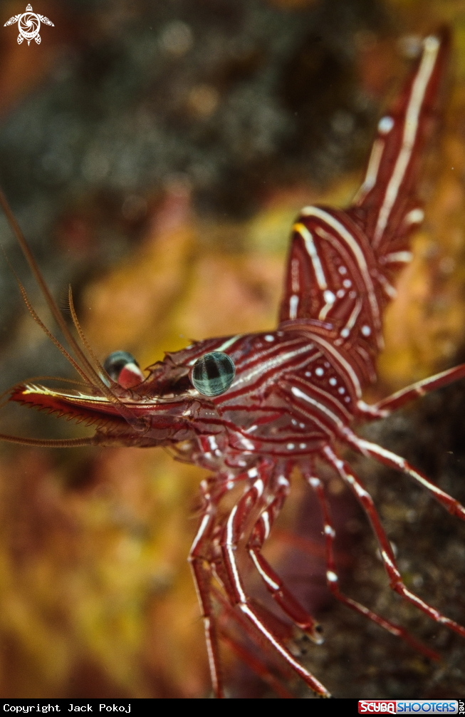 A Hinged-beak shrimp