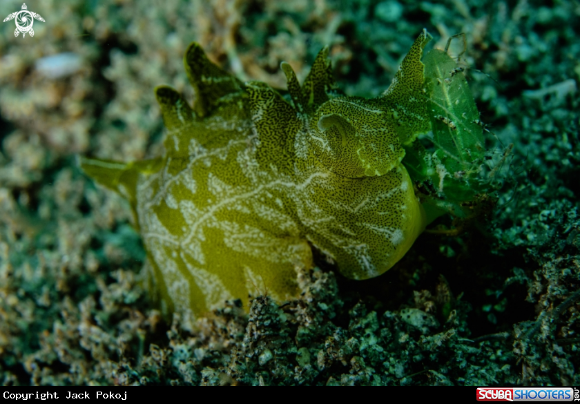 A Syphonota geographica