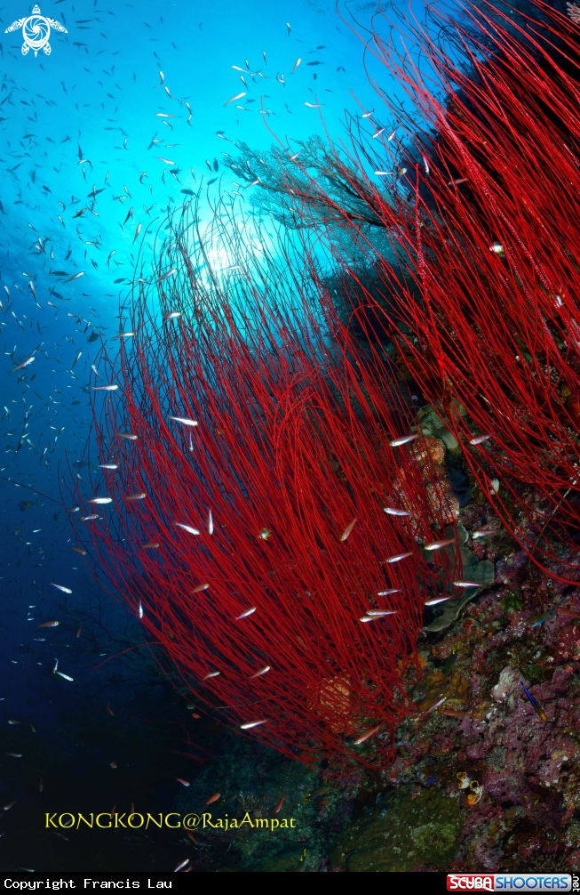 A Whip coral