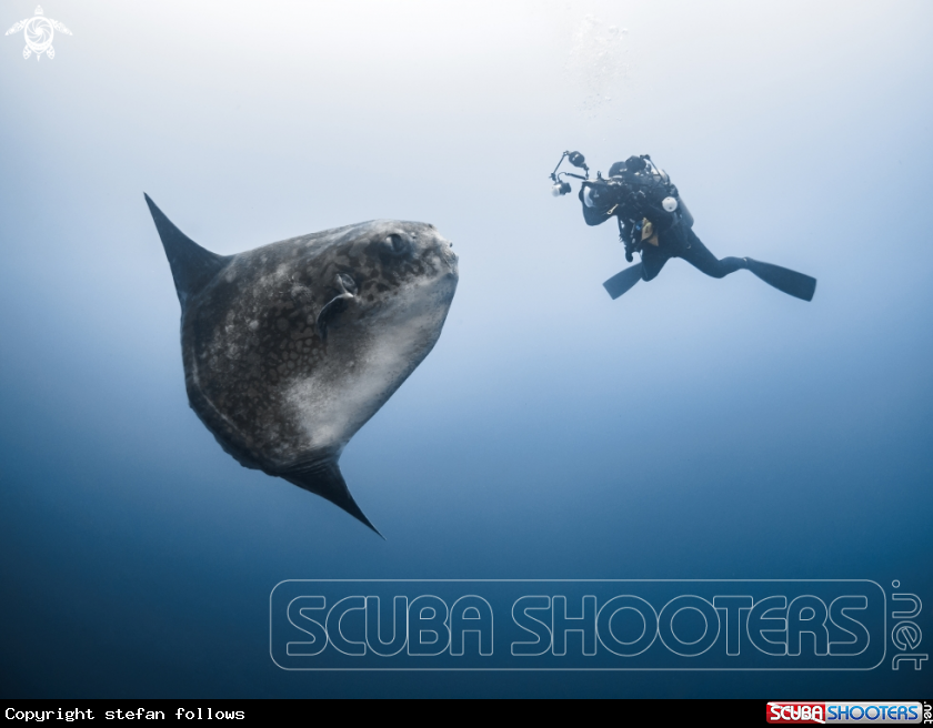 A Southern Ocean Sunfish