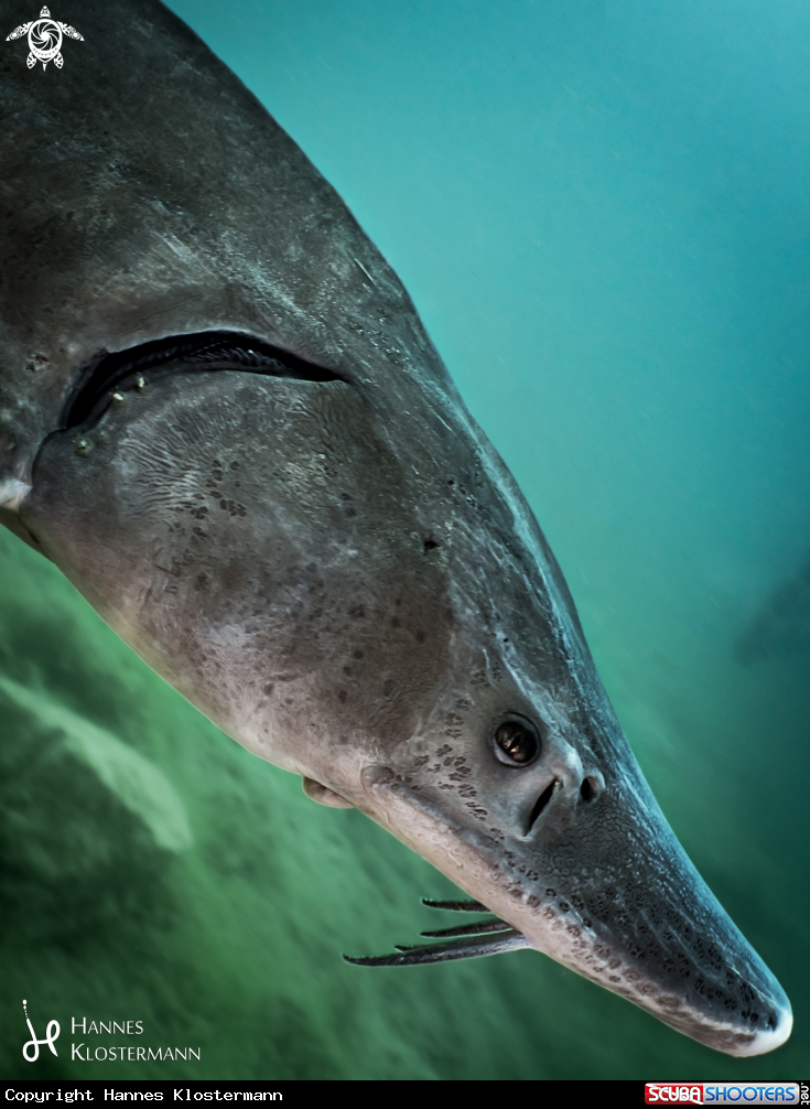 A Siberian Sturgeon