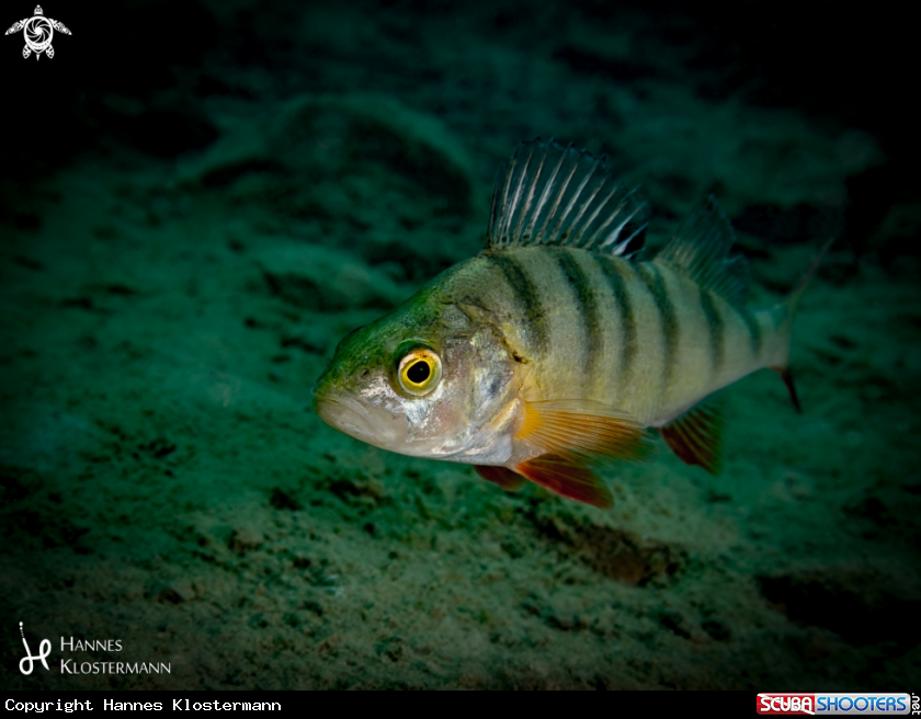 A European Perch