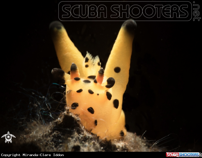 A Mabel Thecacera - 