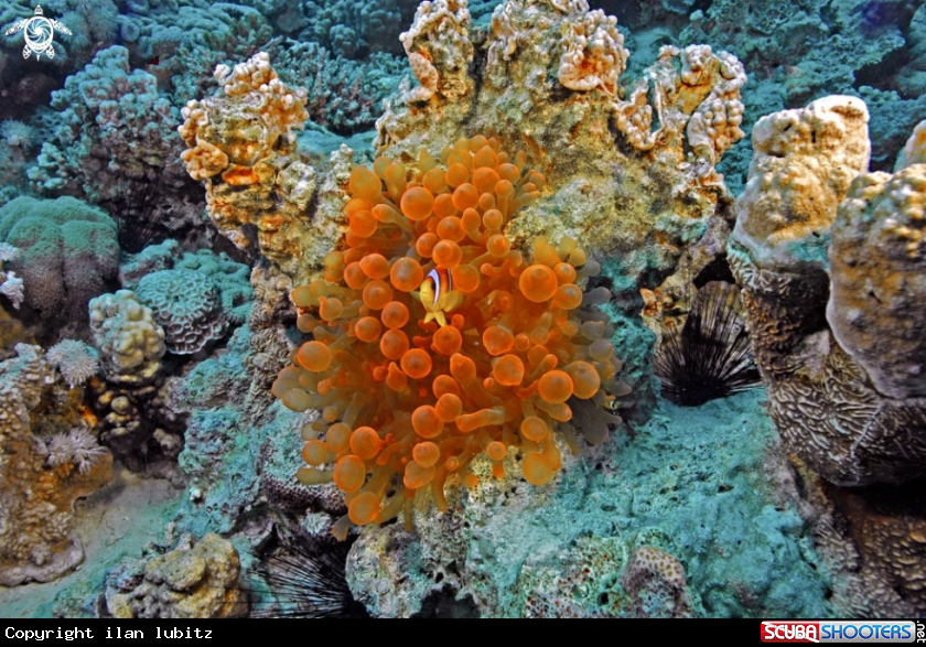 A anemone
