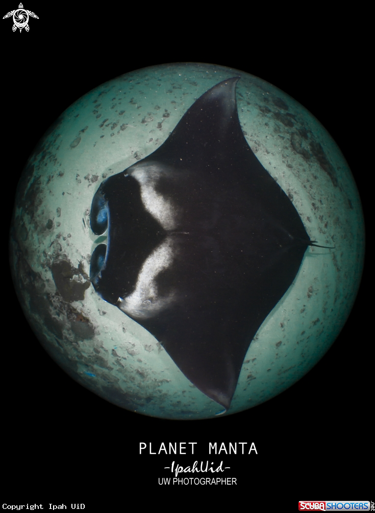 A oceanic pacific manta