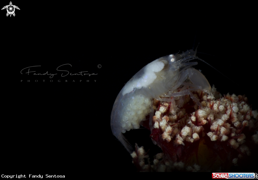 A Snapper Shrimp