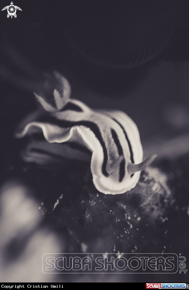 A Nudibranch