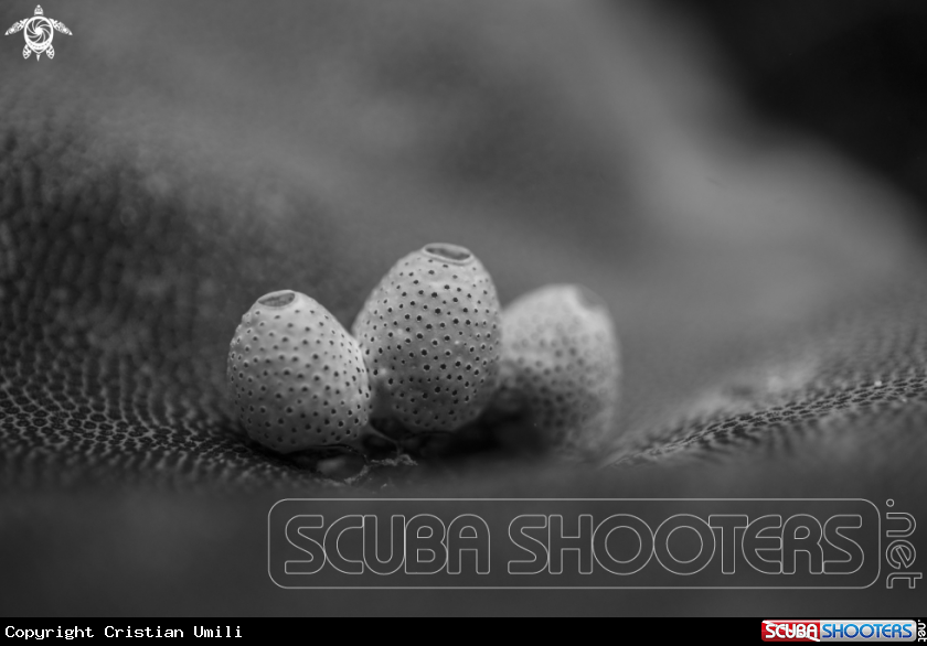 A sponges