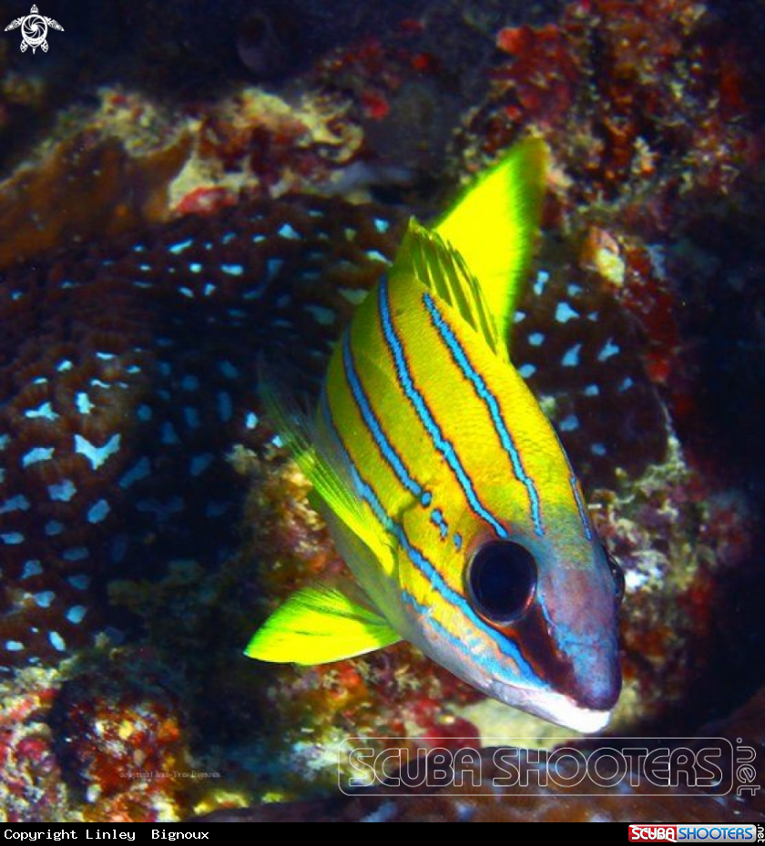 A Cardinal fish 