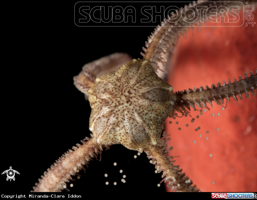 A Brittle Star
