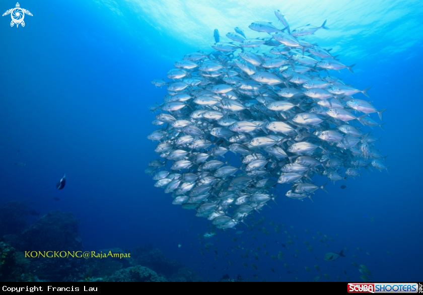 A School of Jacks