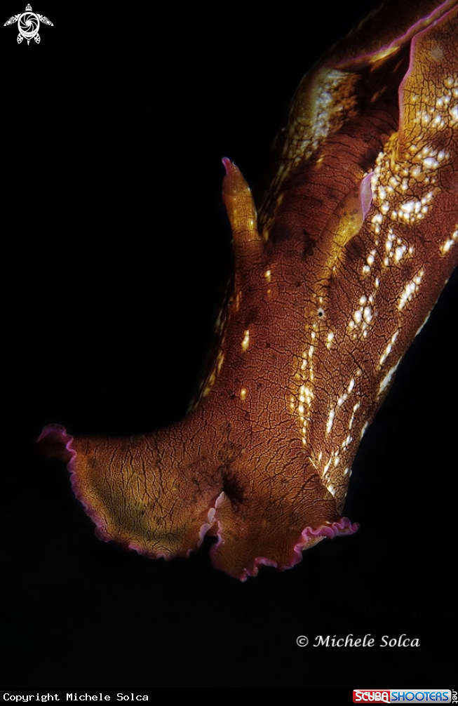 A Aplisia