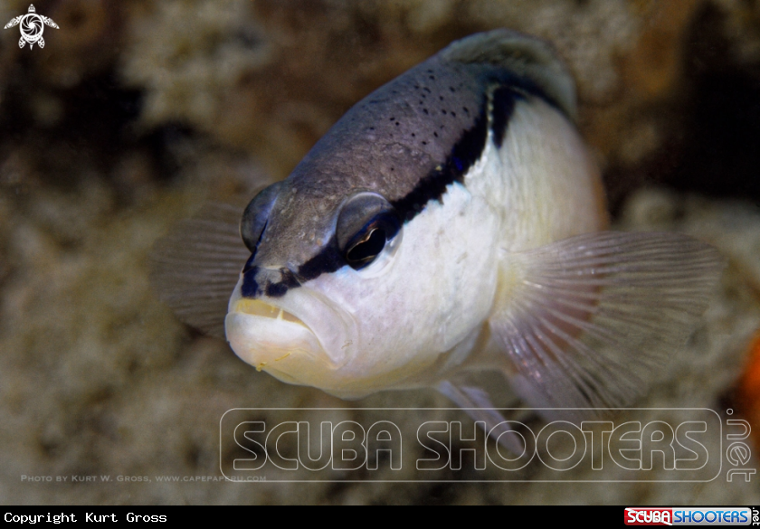 A Black-stripe Dottyback
