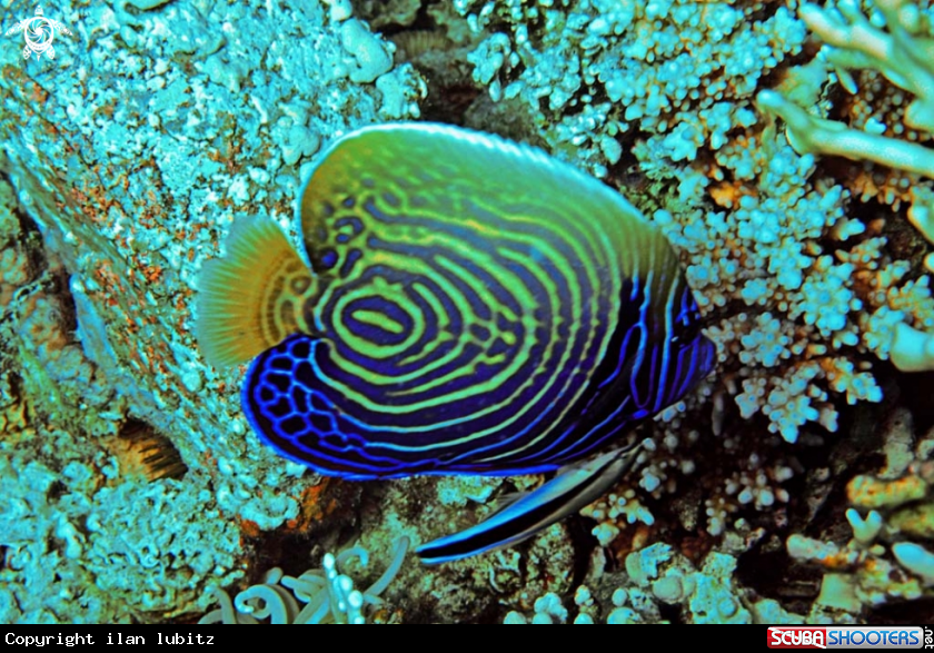 A reef fish