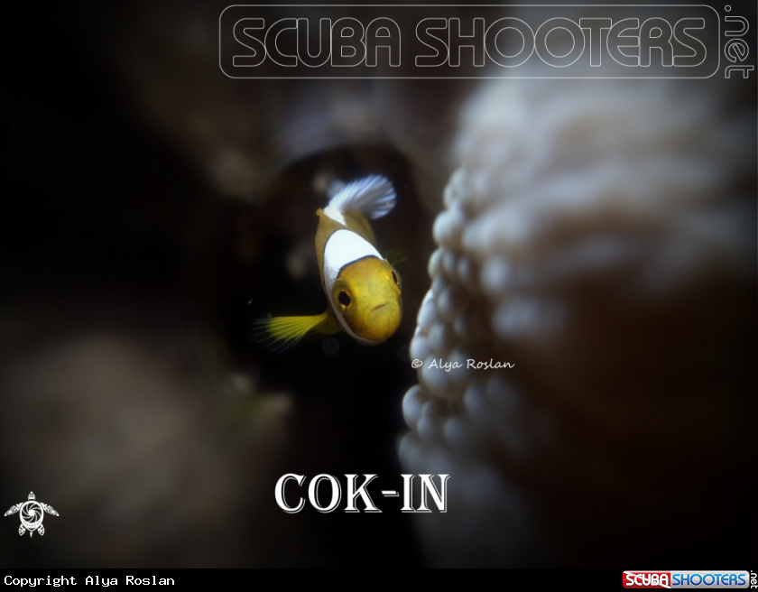 A Clown Fish
