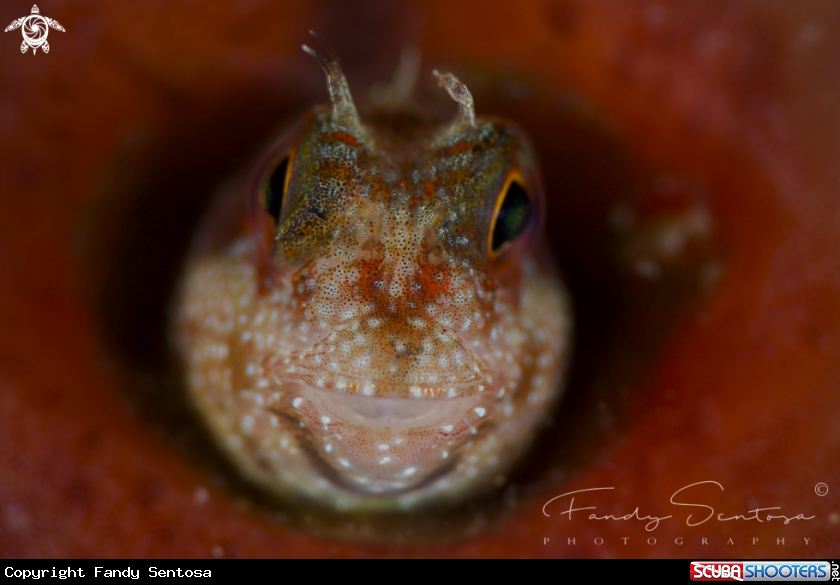 A Blenny