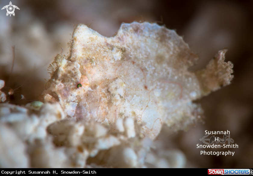 A Dwarf Frogfish