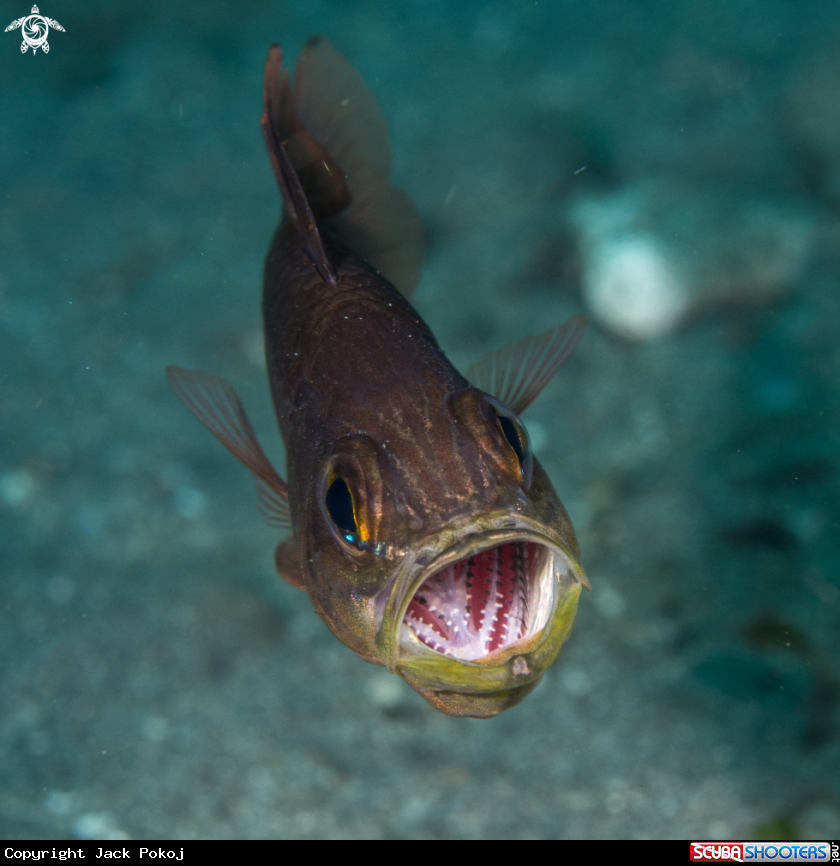 A Cardinal fish