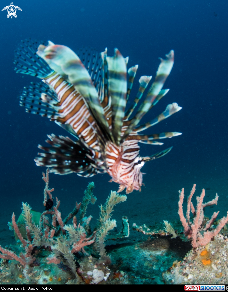 A Lionfish