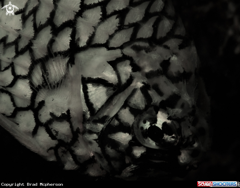 A pineapple fish