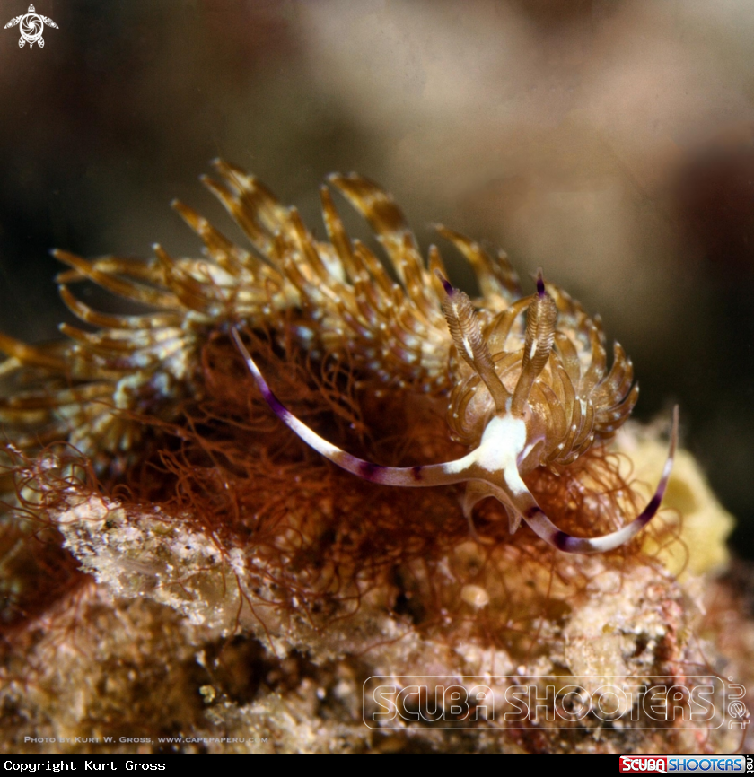 A Flabellina