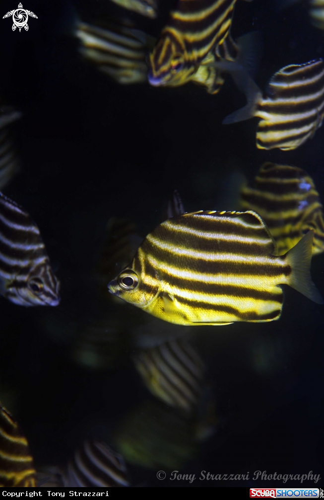 A Stripeys