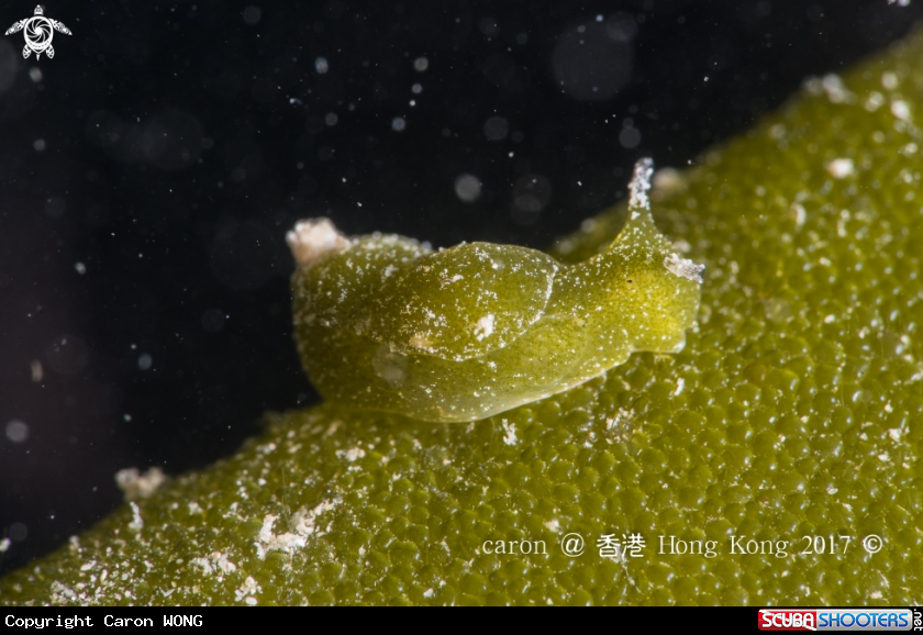 A Nudibranch