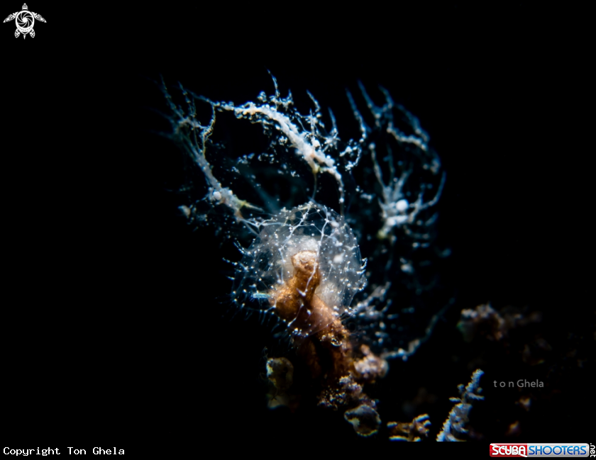 A Nudibranch