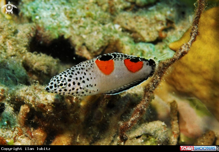 A reef fish