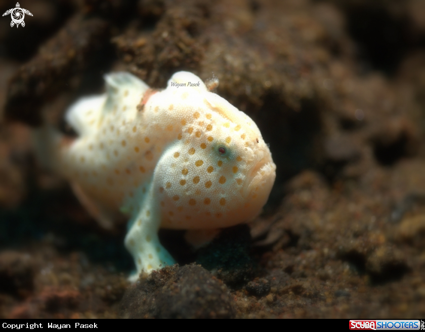 A Frog Fish