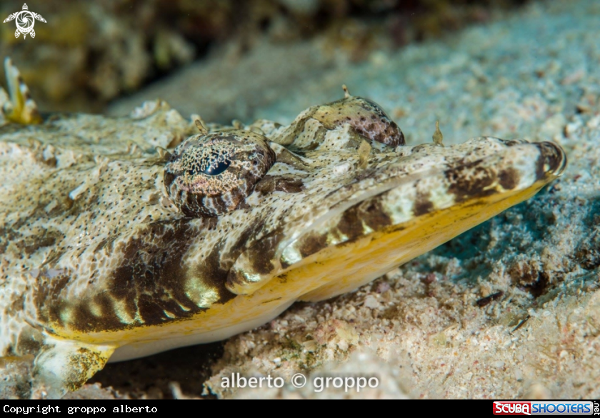 A Pesce coccodrillo