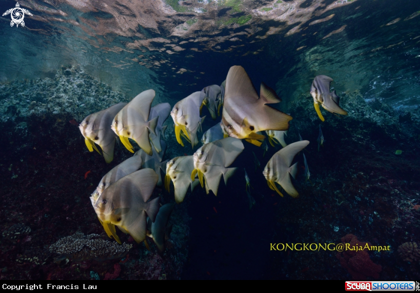 A Batfish