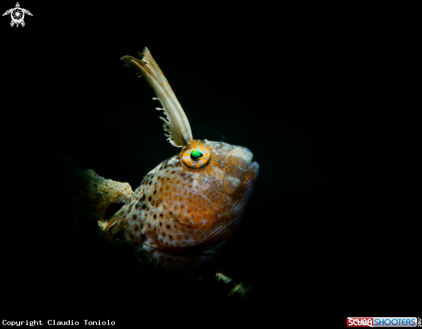 A Parablennius Tentacularis
