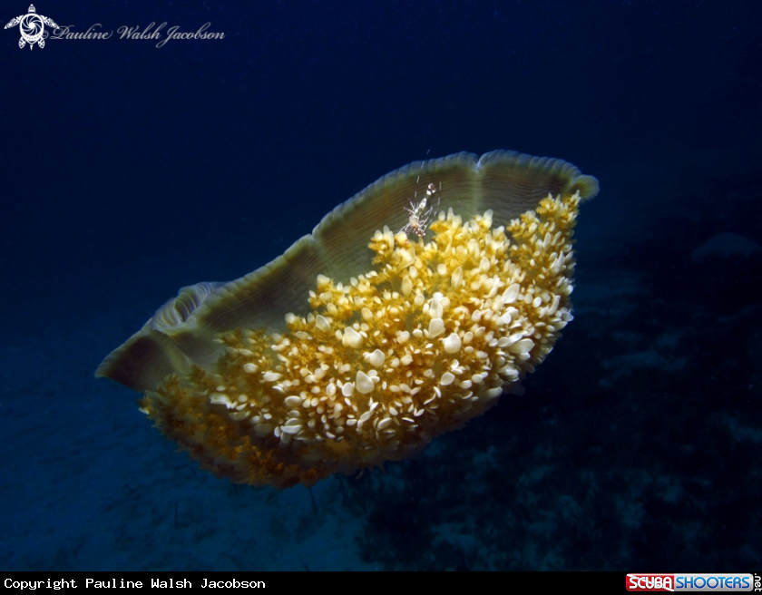 A Spotted Cleaner Shrimp, Upsidedown Jellyfish